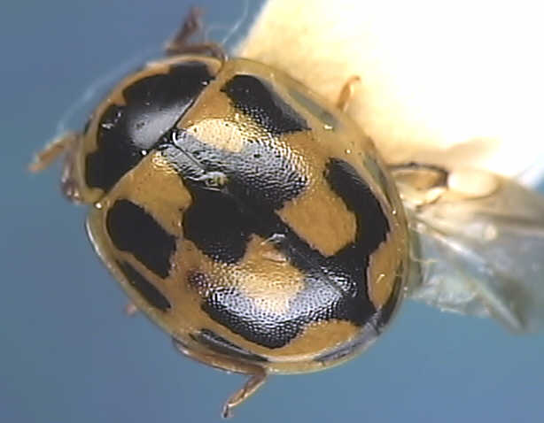 Propylea quattuordecimpunctata